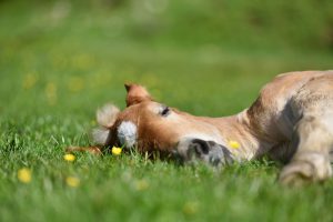 Little foal having a rest in green grass with flowers