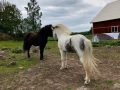 Livet på landet: ponny och vedklyvning