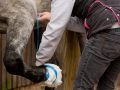 Close up shot of young woman taping up her horses hoof to keep poultice in place after horse has injured itself.