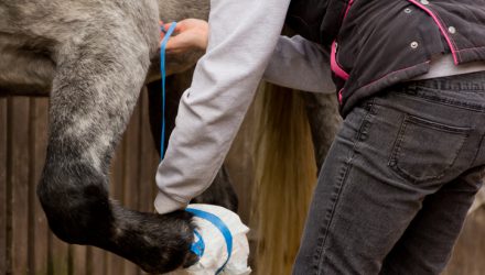 Close up shot of young woman taping up her horses hoof to keep poultice in place after horse has injured itself.